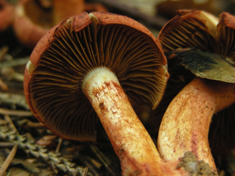 Cortinarius bolaris